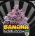 x3 Mimosa Banana Cream [AUTO] Epic Genetics - comprar online