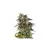 x3 Northen Lights [AUTO] Seedstockers - comprar online