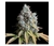 x3 Rucu Cucu Og [FOTO] Seedstokers en internet