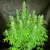 x3 White Widow [AUTO] Seedstockers en internet