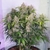 x3 Skywalker Haze [AUTO] Dutchpassion - tienda online