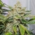 x3 Skywalker Haze [AUTO] Dutchpassion en internet