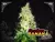 x3 Strawberry Banana [AUTO] Epic Genetics - comprar online