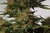 x3 Super Skunk [AUTO] Seedstockers - Resisfem