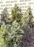x10 Sweet MIX [AUTO] Sweet Seeds en internet