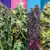 x10 Sweet MIX [AUTO] Sweet Seeds - comprar online