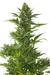 x3 Total Recall [AUTO] Cannahui - comprar online