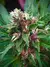 x3 Tropicana Berrys [AUTO] Cannahui - comprar online