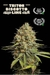 x1 Tritón Biscotto Lime [AUTO] Seedstockers - comprar online