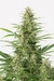 x3 Wax Diesel [AUTO] Cannahui - comprar online
