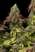 x3 White Widow [FOTO] Seedstockers en internet