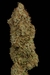 x3 White Widow [FOTO] Seedstockers - tienda online