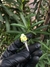 Piteira de Vidro - BUD PRATA / AMARELO ( Mk)
