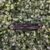 CORTAPLUMA TRENTO SERIE COMANDO BT FLY en internet