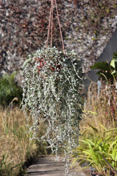 Dichondra Silver Falls - comprar online
