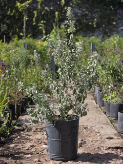 Leucophyllum Frutescens - comprar online