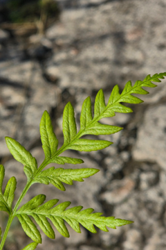 Helecho Pteris - Viveros El Botánico
