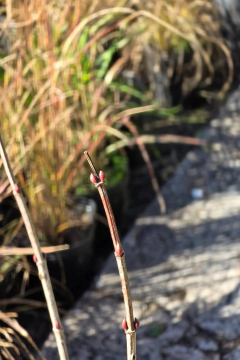 Viburnum Opulus Sterile en internet