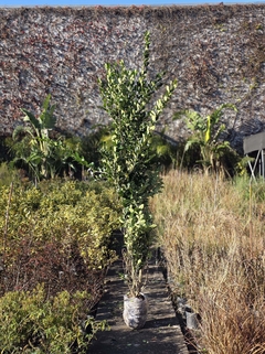 Ligustrum Texanum - comprar online