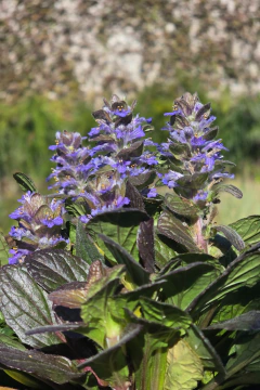 Ajuga Reptans Purpura en internet