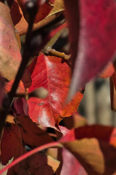Pyrus Chanticleer