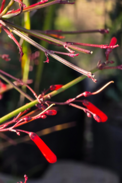 Russelia Equisetiformis - Viveros El Botánico