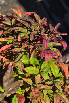 Nandina Firepower - Viveros El Botánico