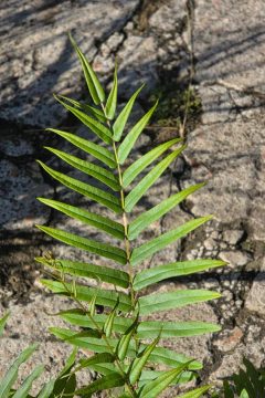 Helecho Pteris Vittata - Viveros El Botánico