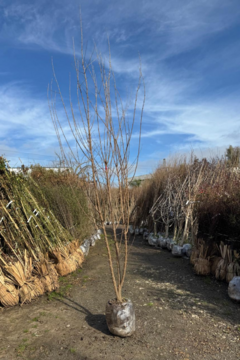 Acer Burgerianum Arbustivo - comprar online