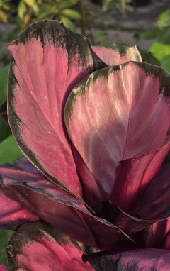 Calathea Rotundifolia en internet