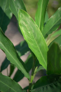 Hedychium Coronarium (Blanco) en internet