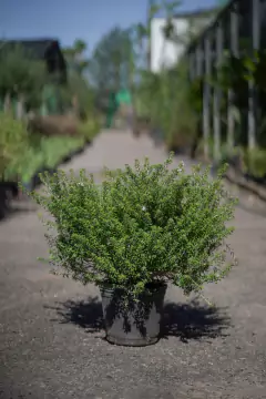 Westringia Fruticosa - tienda online