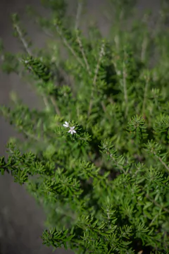 Imagen de Westringia Fruticosa