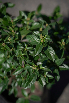 Laurentino (Viburnum Tinus Compacta) - Viveros El Botánico | Plantas, Árboles y Todo para tu Jardín
