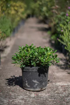Azarero Nano (Pittosporum Tobira Wheeleri) - comprar online
