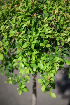 Eugenia Myrtifolia con Copa en internet