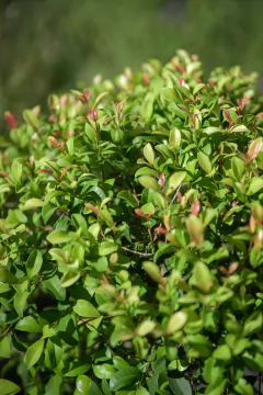 Eugenia Myrtifolia con Copa - Viveros El Botánico