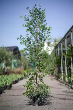 Eugenia Myrtifolia - comprar online