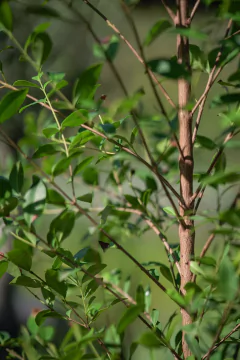 Eugenia Myrtifolia - Viveros El Botánico