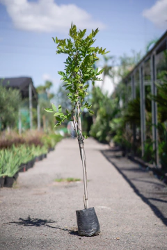 Wisteria Sinensis - comprar online