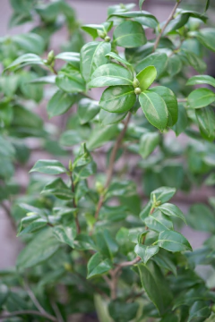 Camelia Japonica