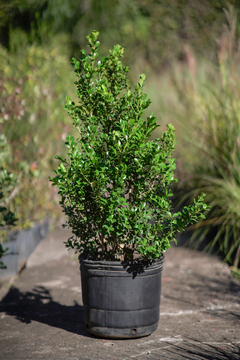 Buxus Sempervirens - tienda online
