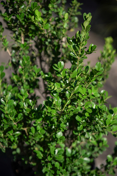 Imagen de Buxus Sempervirens