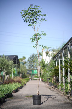 Tabebuia Avellanedae (Lapacho Rosado) - comprar online