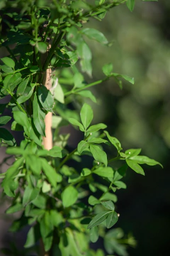 Jazmin Amarillo (Jasminum Mesnyi) en internet