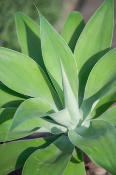 Imagen de Agave Attenuata