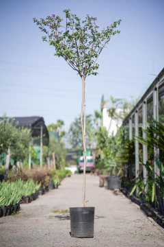 Lagerstroemia Indica (Arbol) - tienda online