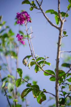 Imagen de Lagerstroemia Indica (Arbol)