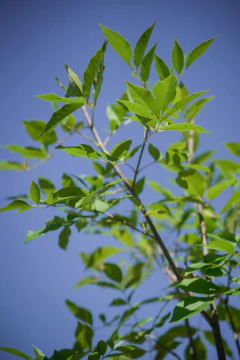 Fresno Americano (Fraxinus) en internet