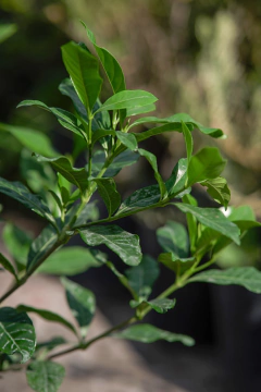 Jazmín del Cabo (Gardenia Augusta) 4 Estaciones - comprar online